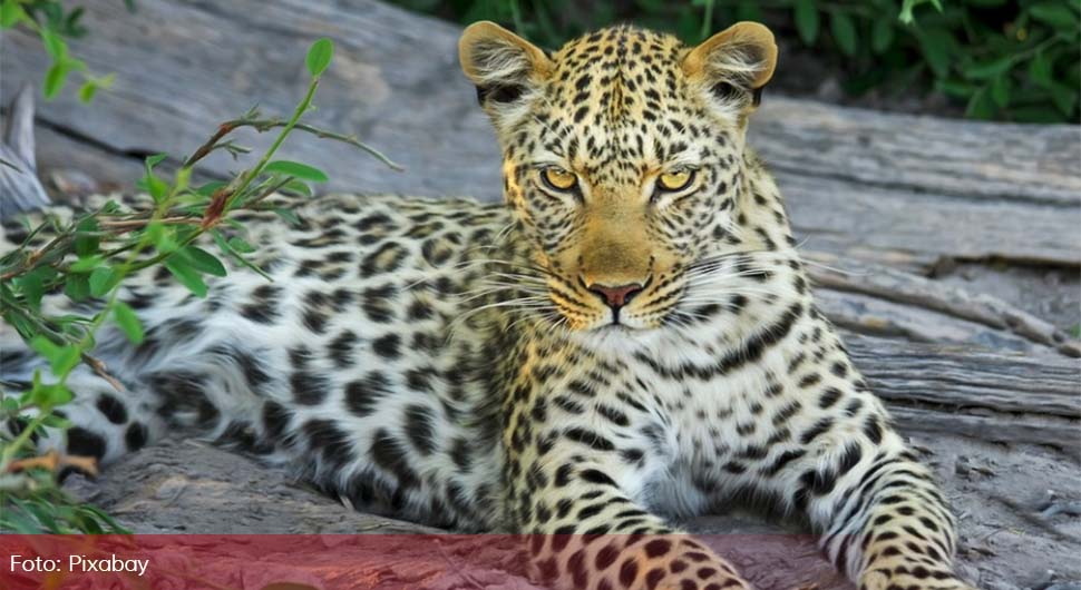 leopard pixabay.jpg